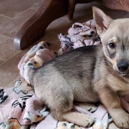 Pembroke Welsh Corgis and Swedish Vallhunds from Denise Hawkins' Corgis