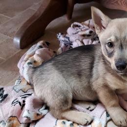 Pembroke Welsh Corgis and Swedish Vallhunds from Denise Hawkins' Corgis
