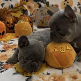 French Bulldog puppies from Haus of Sin City Hunz
