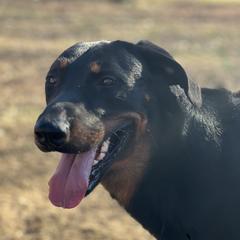 Troubie - Beauceron
