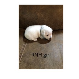 Miniature Schnauzer Puppies from RNH Schnauzers