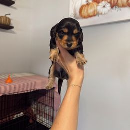 Ponco - Black and cream male Dachshund puppy in Nashville, Arkansas from Dixies Dachshunds