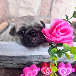 Brown collar - Fawn female Pug puppy in Tucson, Arizona from Furever Friends
