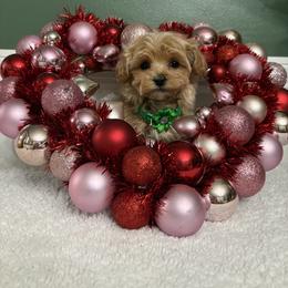 Teddy - Parti male Maltipoo puppy in Philadelphia, Pennsylvania from HMH’s Boxers, Maltipoos & Cavaliers