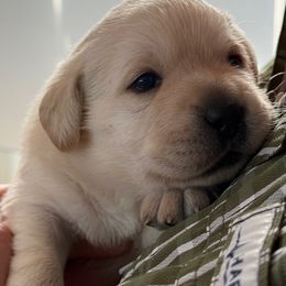 Labrador Retriever Puppies from Hillstone Labradors