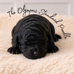 Aslan - Black male Poodle puppy in Spring Hills, Florida from The Olympus Standard Poodle