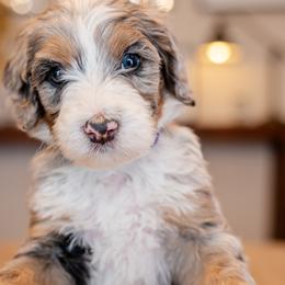 Bernedoodles from Phoebe's Bebies