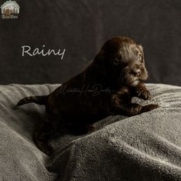 Rainy - Chocolate female Australian Labradoodle puppy in Cashmere, Washington from Mountain Home Doodles