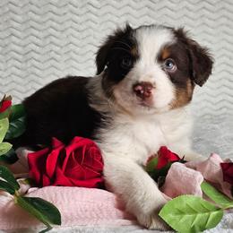 Rex - Red tri-color male Australian Shepherd puppy in Mountain Grove, Missouri from K Bar H Farms