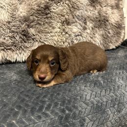 Brody - Chocolate and tan male Dachshund puppy in Stilwell, Oklahoma from B & K Dachshunds