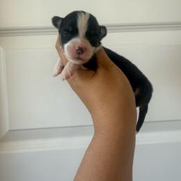Waylon - Black and tan male Pembroke Welsh Corgi puppy in Red Bluff, California from Wilder Ranch Corgis