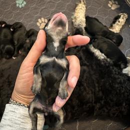 Girl 2 - female Schnoodle puppy in Saint Augustine, Florida from Gunnie Luv, LLC