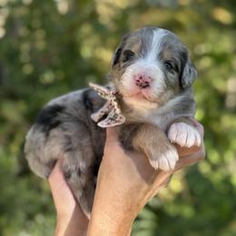 Elsa UNFURNISHED - Blue merle female Bernedoodle puppy in Bellville, Ohio from Bernedoodle Buddies