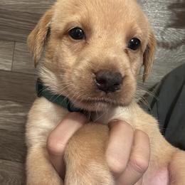 5th pick female - Yellow female Labrador Retriever puppy in Wardensville, West Virginia from Sager’s Labrador Puppies