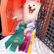 Breaker - American Eskimo Dog