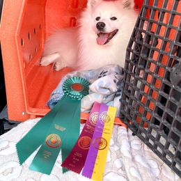 Breaker - American Eskimo Dog