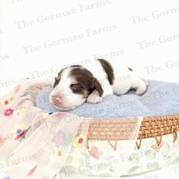 Cow - Piebald male Dachshund puppy in Greenville, North Carolina from The Gorman Farms