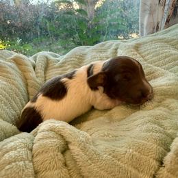 Blue and tan piedbald - Blue and tan male Dachshund puppy in Centralia, Washington from FairyTail Dachshunds