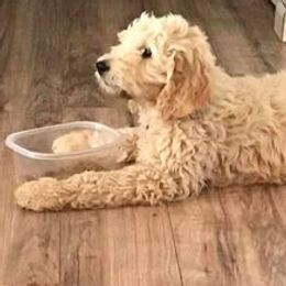 Goldendoodles from Rebecca's Goldendoodles