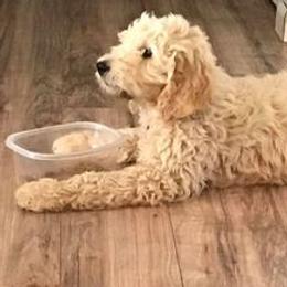Goldendoodles from Rebecca's Goldendoodles