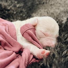 Goldendoodle and Golden Retriever Puppies from Canterbury Canines