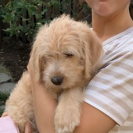 Double Doodle Puppies from Riverside Doodles in Seattle (double doodles)