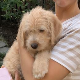 Double Doodle Puppies from Riverside Doodles in Seattle (double doodles)