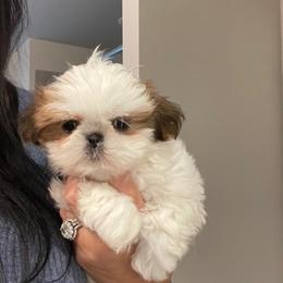Shih Tzu Puppies from Exclusively Shih Tzu's LLC