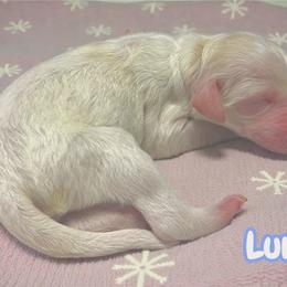 Lumi - Parti female Goldendoodle puppy in Ellenburg Center, New York from Kristin's Puppies