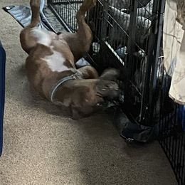 American Bully, German Shorthaired Pointer, and German Wirehaired Pointer Puppies from Shoreline Pointers