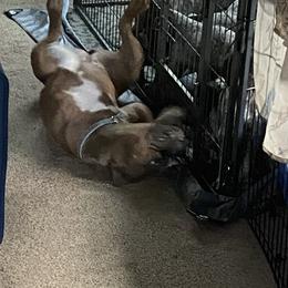 American Bully, German Shorthaired Pointer, and German Wirehaired Pointer Puppies from Shoreline Pointers