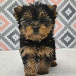 Roamie - Blue and gold male Yorkshire Terrier puppy in Monticello, Iowa from Ashley’s Puppies