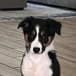 Border Collie Puppies from Garcia Family Farms
