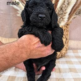 Wade - Black male Poodle puppy in Woodleaf, North Carolina from Circle T Ranch K9s