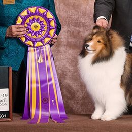 Collies and Shetland Sheepdogs from Sunway Kennels