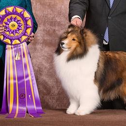 Collies and Shetland Sheepdogs from Sunway Kennels