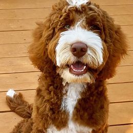 Australian Labradoodles from TaylorMadeDoodles