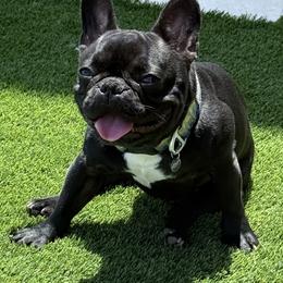 Eddie - French Bulldog