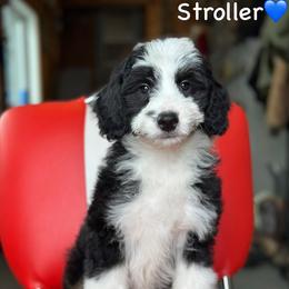 Stroller - Black tri-color male Aussiedoodle puppy in Lancaster, Minnesota from Finney Ranch