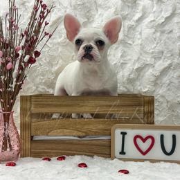 Noelle - Cream female French Bulldog puppy in Tulsa, Oklahoma from EvergreenEliteKennel