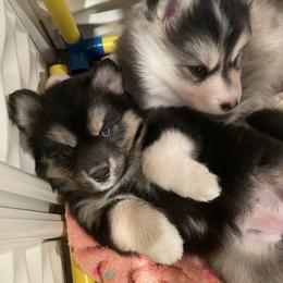 Pomsky Puppies from Blue Sky Pomsky