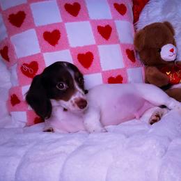Dachshund and Great Dane Puppies from AZ's Prestigious Minature Dachshunds
