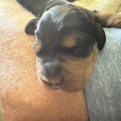 Gordon Setter Puppies from Jackie Watson