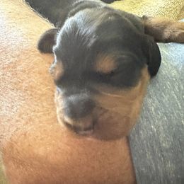 Gordon Setter Puppies from Jackie Watson