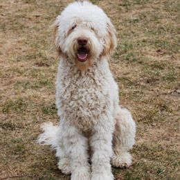 Bernedoodles and Labradoodles from Linder Labradoodles