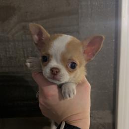 Girl 1 - Red and white female Chihuahua puppy in Charleston, Maine from North Woods Chihuahua’s & Golden Retrievers