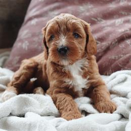 Goldendoodle Puppies from Cedarcrest Goldendoodles