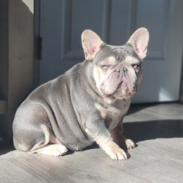 Doja - French Bulldog