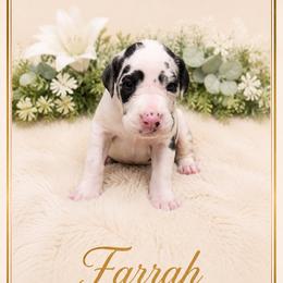 Farrah - Harlequin female Great Dane puppy in Liberty, New York from Catskills Greatest Danes