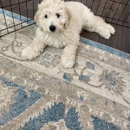 Goldendoodle Puppies from New York Doodleicious GoldenDoodles
